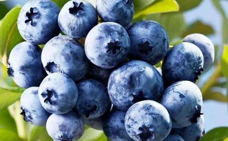 蓝莓种植为何需要纯水？